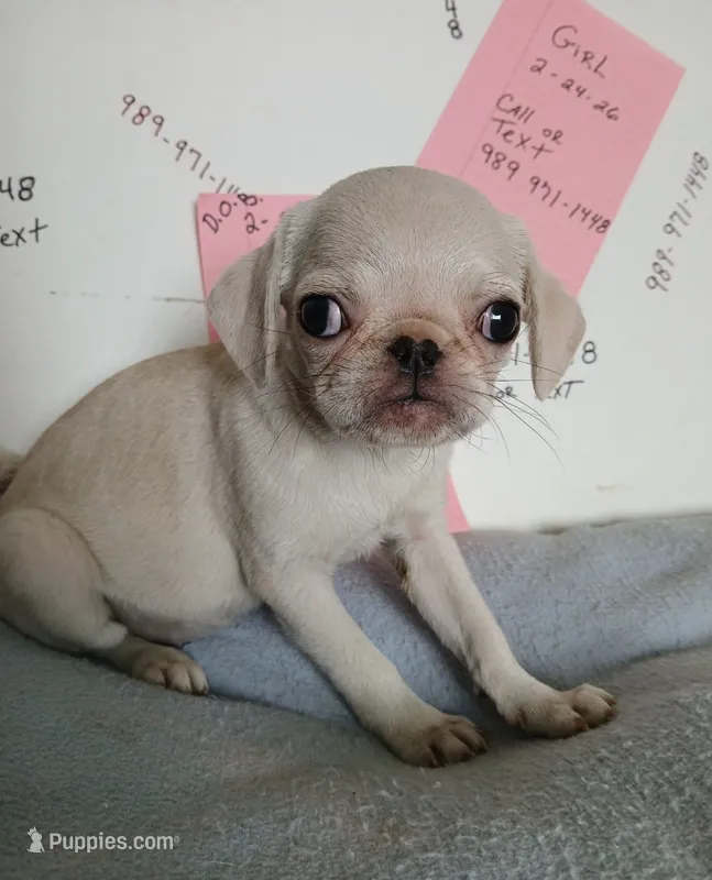 Lollipop – Pug puppy for sale in Bay City, MI