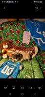 Vincent , a male Pug for sale in Bay City, MI – 2 of 9