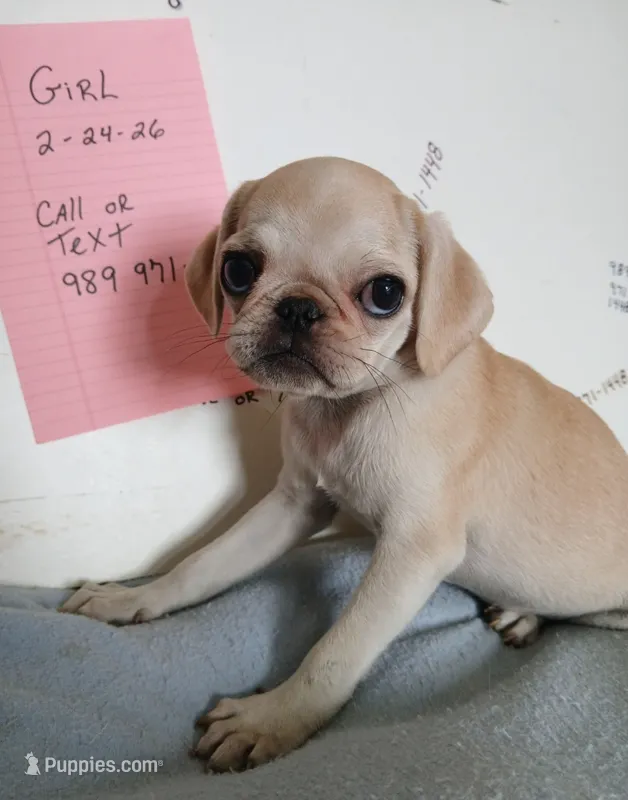 Gabby – Pug puppy for sale in Bay City, MI