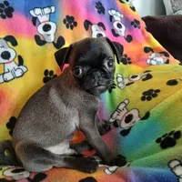 Dollar, a male Pug for sale in Bay City, MI – Photo 5 of 9