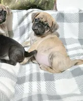 Brindle Dollar, a male Pug for sale in Bay City, MI – Photo 7 of 10