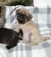 Brindle Dollar, a male Pug for sale in Bay City, MI – Photo 5 of 10