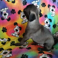 Dollar, a male Pug for sale in Bay City, MI – Photo 1 of 9
