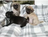 Brindle Dollar, a male Pug for sale in Bay City, MI – Photo 9 of 10