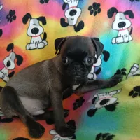 Dollar, a male Pug for sale in Bay City, MI – Photo 4 of 9