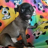 Dollar, a male Pug for sale in Bay City, MI – Photo 2 of 9