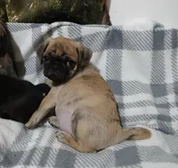 Brindle Dollar, a male Pug for sale in Bay City, MI – Photo 8 of 10