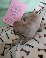 Brindle Dollar, a male Pug for sale in Bay City, MI – Photo 4 of 10