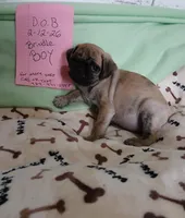 Brindle Dollar, a male Pug for sale in Bay City, MI – Photo 6 of 10