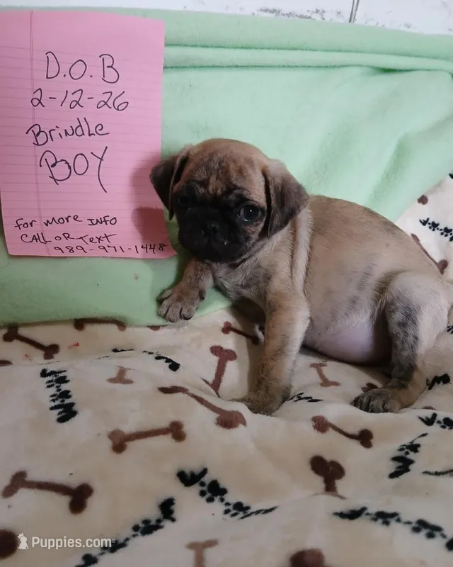 Brindle Dollar, a male Pug for sale in Bay City, MI – Photo 1 of 10