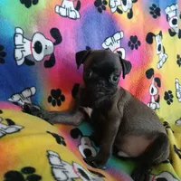 Dollar, a male Pug for sale in Bay City, MI – Photo 9 of 9