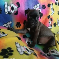 Dollar, a male Pug for sale in Bay City, MI – Photo 8 of 9