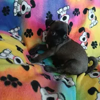 Dollar, a male Pug for sale in Bay City, MI – Photo 7 of 9