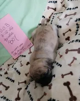 Brindle Dollar, a male Pug for sale in Bay City, MI – Photo 10 of 10