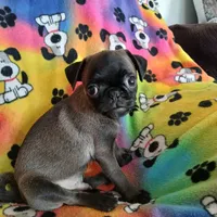 Dollar, a male Pug for sale in Bay City, MI – Photo 6 of 9