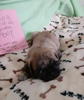 Brindle Dollar, a male Pug for sale in Bay City, MI – Photo 2 of 10