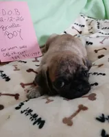 Brindle Dollar, a male Pug for sale in Bay City, MI – Photo 3 of 10