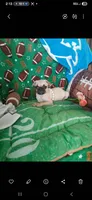  Fawn Gabby, a female Pug for sale in Bay City, MI – 2 of 6