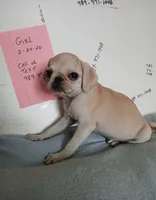 Gabby, a female Pug for sale in Bay City, MI – 2 of 5