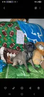 Silver platinum , a male Pug for sale in Bay City, MI – 5 of 10