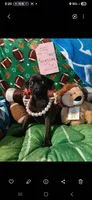 Venus, a female Pug for sale in Bay City, MI – 9 of 9