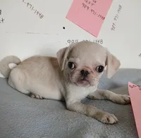 Lollipop, a female Pug for sale in Bay City, MI – 4 of 5