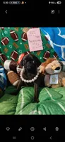 Venus, a female Pug for sale in Bay City, MI – 3 of 9