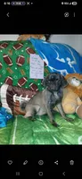 Silver platinum , a male Pug for sale in Bay City, MI – 4 of 10