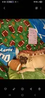 Vincent , a male Pug for sale in Bay City, MI – 9 of 9