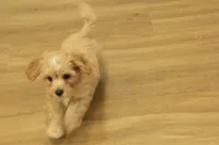 Sebastian F1B, a male Cavapoo and Poodle - Toy  for sale in Hickory, NC – 10 of 10
