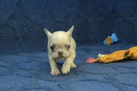Alice, a female French Bulldog for sale in Hickory, NC – 9 of 10