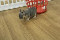 Fred, a male French Bulldog for sale in Hickory, NC – 3 of 8