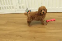 Tucker, a male Poodle - Toy  for sale in Hickory, NC – 4 of 10