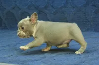 Claire, a female French Bulldog for sale in Hickory, NC – 9 of 10