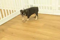 Rover, a male French Bulldog for sale in Hickory, NC – 5 of 10