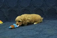 Sebastian F1B, a male Cavapoo for sale in Hickory, NC – 9 of 10