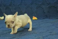 Alice, a female French Bulldog for sale in Hickory, NC – 3 of 10