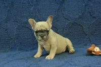 Paisley, a female French Bulldog for sale in Hickory, NC – 3 of 10