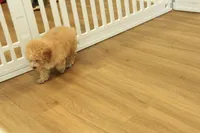 Gunner, a male Poodle - Toy  for sale in Hickory, NC – 4 of 10