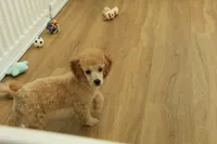 Annie, a female Poodle - Toy  for sale in Hickory, NC – 9 of 9