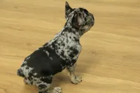 Betty, a female French Bulldog for sale in Hickory, NC – 5 of 10