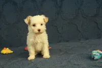 Cassidy, a female Maltipoo for sale in Hickory, NC – 7 of 10