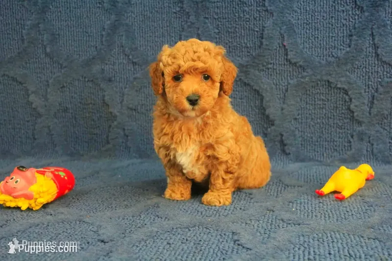 Gemma – Poodle - Toy  puppy for sale in Hickory, NC