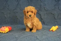 Gemma, a female Poodle - Toy  for sale in Hickory, NC – 2 of 10