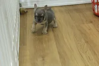Fred, a male French Bulldog for sale in Hickory, NC – 4 of 8