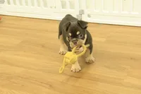 Rover, a male French Bulldog for sale in Hickory, NC – 8 of 10