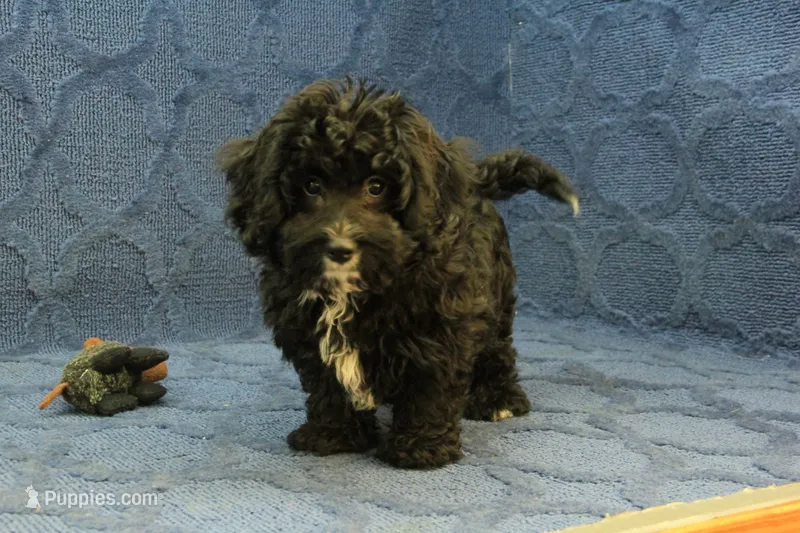 Oreo – Cavachon puppy for sale in Hickory, NC