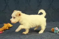 Cassidy, a female Maltipoo for sale in Hickory, NC – 6 of 10