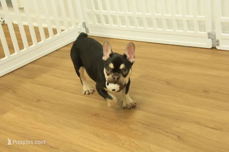 Wilma Chocolate & Tan Price Reduced – French Bulldog puppy for sale in Hickory, NC