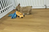 Ruby, a female French Bulldog for sale in Hickory, NC – Photo 2 of 10